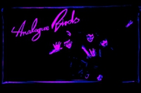 Analogue Birds